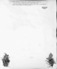 Hydropisphaera peziza image